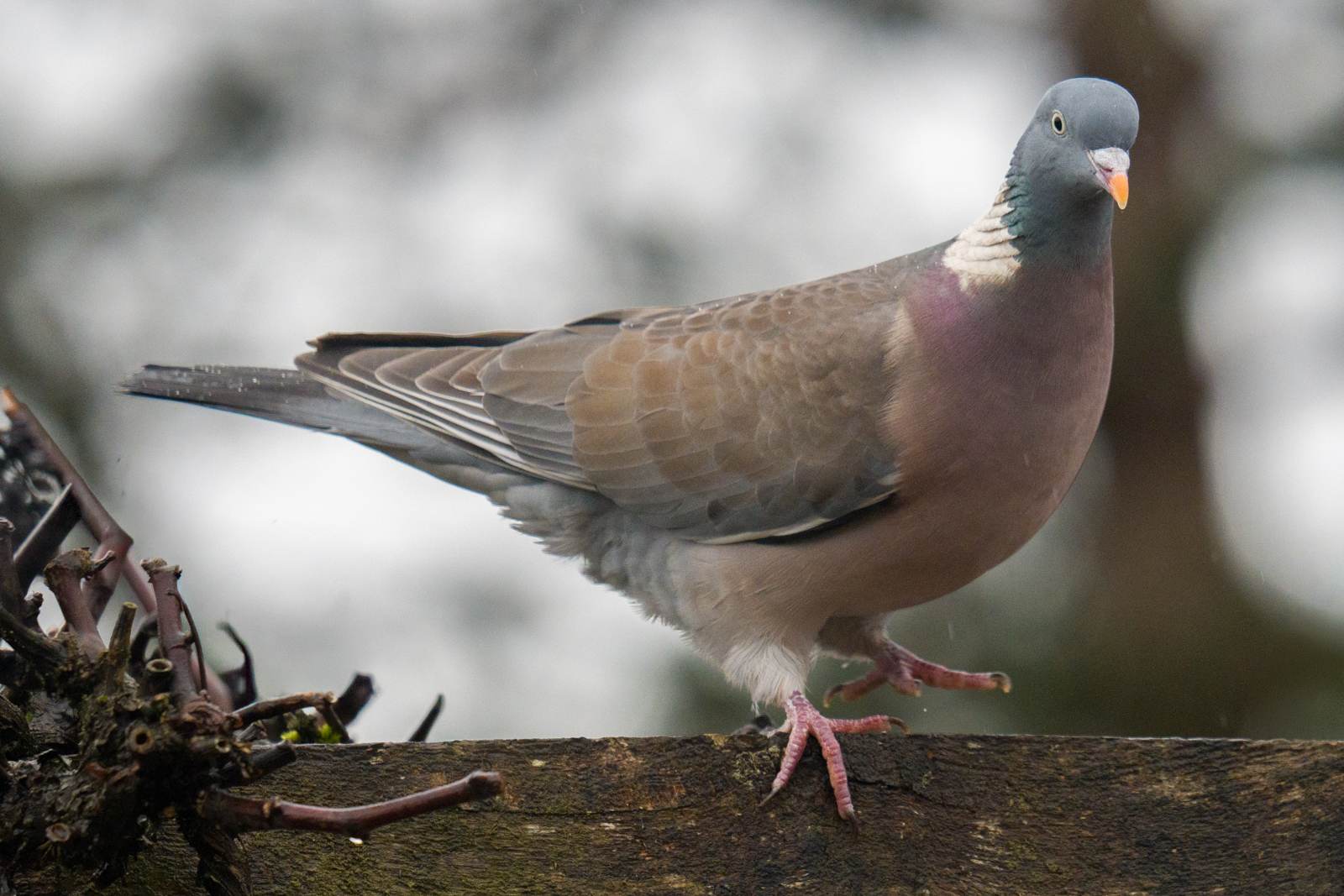 Photography by Chris Allington